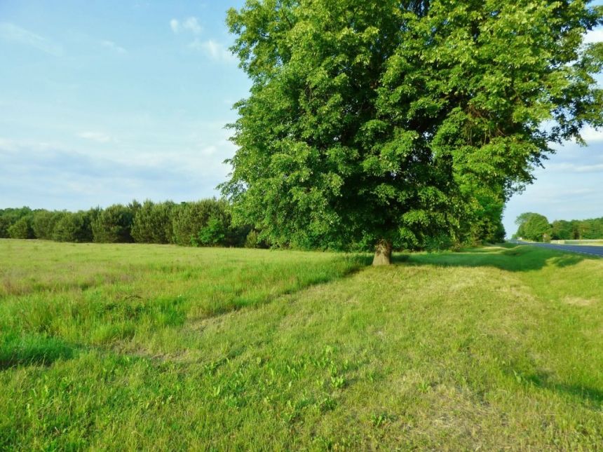 DZIAŁKA 2,17 HA, KOZENIN, POW. OPOCZNO miniaturka 3