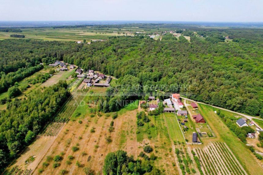 Kazimierz Dolny 2 ha lasu plus siedlisko/rekreacja miniaturka 11