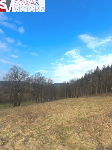 Ciekawe działki pod lasem w Leszczyńcu