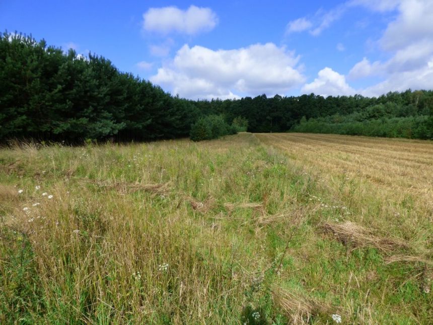 DZIAŁKI  4840 m2, BĘDZELIN GM. KOLUSZKI miniaturka 9