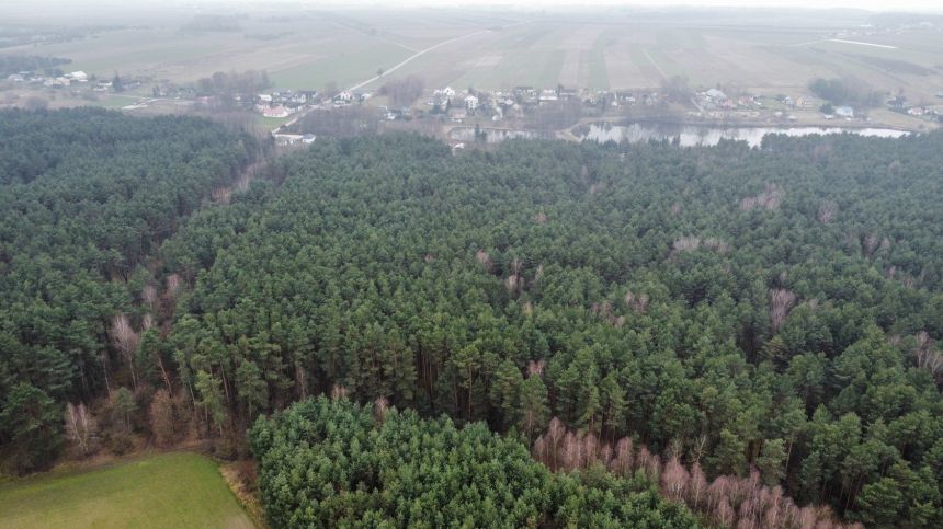 Piękny las, Gorzakiem (gm. Gnojno) miniaturka 10