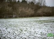 Piękna działka Gruczno 7800m2 miniaturka 3