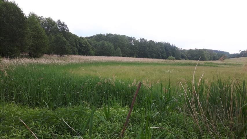 Cielętniki, 112 000 zł, 56 ar, droga dojazdowa polna - zdjęcie 1