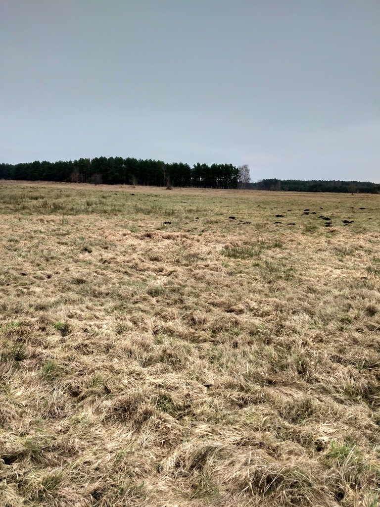 Dziaka rolna 2.81 ha,Łęgi,gm. Dobra. - zdjęcie 1