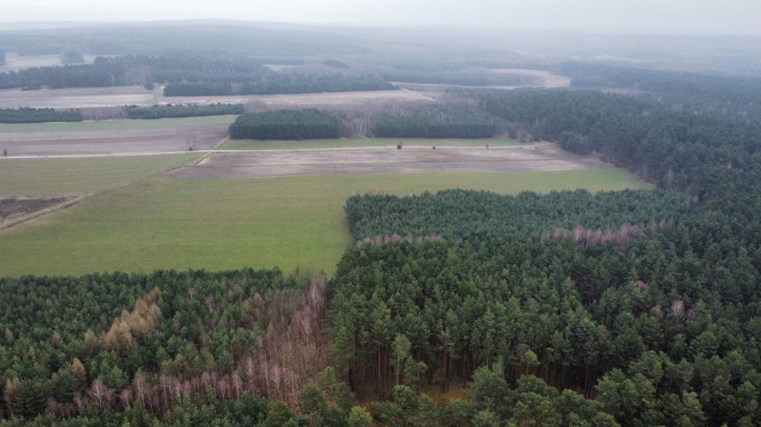 Piękny las, Gorzakiem (gm. Gnojno) - zdjęcie 1