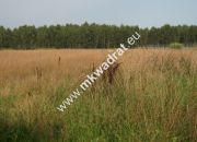 Siestrzeń działka 1500m2 miniaturka 1
