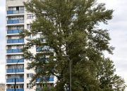 Warszawa Grochów, 550 000 zł, 38.37 m2, 2 pokojowe miniaturka 1