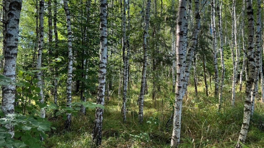 Działka rolna, siedliskowa - 4,03 HA miniaturka 15