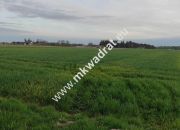 3416m2 Pasikonie k/Kampinosu z warunkami zabudowy! miniaturka 8