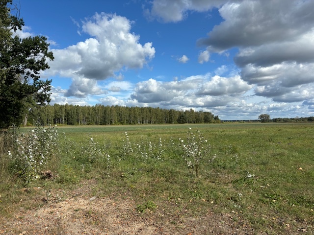Działka siedliskowa 1,4 ha koło Radzymina miniaturka 2