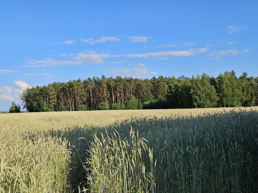 Na sprzedaż siedlisko, duża działka, gm. Ostrówek, miniaturka 13