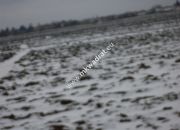 Działka 6450 m2 z domem i halą. miniaturka 8