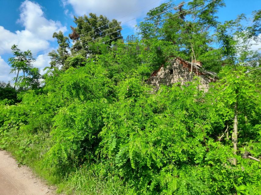 Kraszew Wielki, 125 000 zł, 50 ar, budowlana miniaturka 4