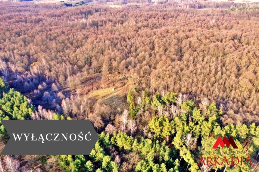 Działka leśna/Wistka Królewska - zdjęcie 1