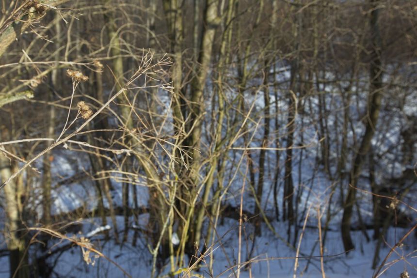 Działka rolno - budowlana (1,61ha) w Ołpinach! miniaturka 10