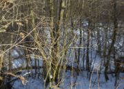 Działka rolno - budowlana (1,61ha) w Ołpinach! miniaturka 10