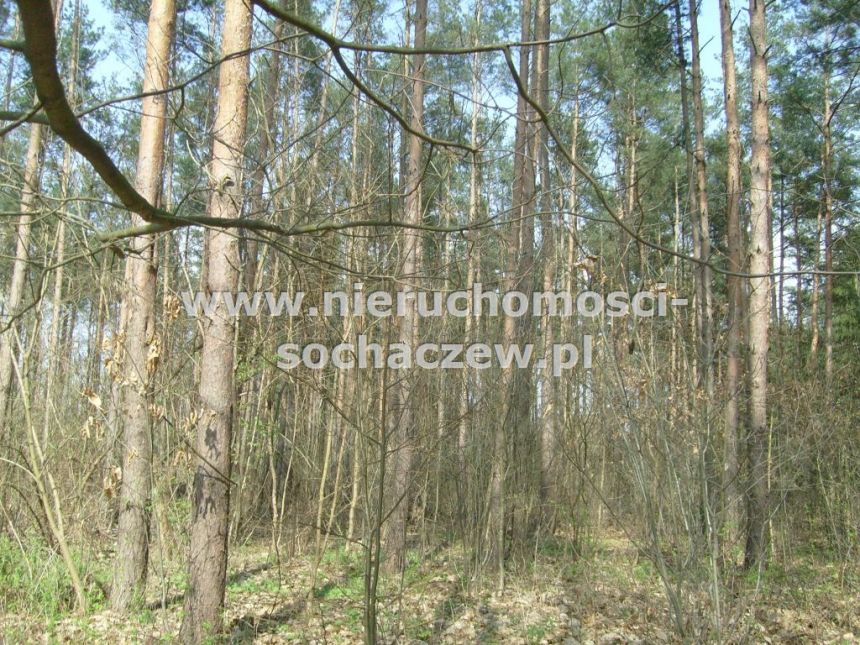 Las w Puszczy Bolimowskiej na sprzedaż miniaturka 4
