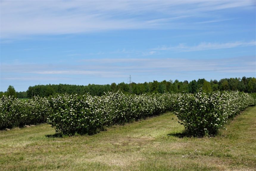 Dom i sady przy DK19/Via Carpatia/2km od Lubartowa miniaturka 15