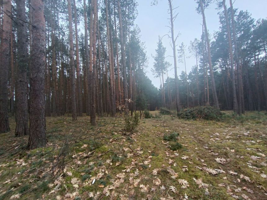 Piękny las, Gorzakiem (gm. Gnojno) miniaturka 16