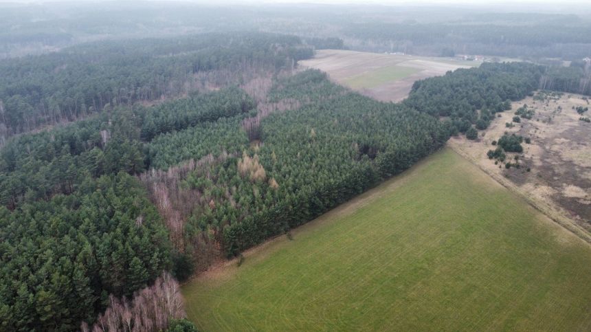 Piękny las, Gorzakiem (gm. Gnojno) miniaturka 8