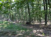 DZIAŁKA GRANICZĄCA Z PUSZCZĄ ZIELONKĄ miniaturka 9