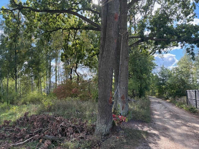Działka siedliskowa 1,4 ha koło Radzymina miniaturka 6