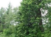 Rozalin, 235 000 zł, 18.38 ar, budowlana miniaturka 5