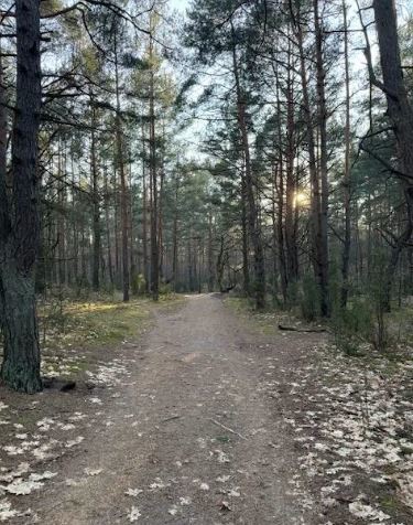 Piękna działka w Dąbrowie Leśnej z pozwoleniem miniaturka 4