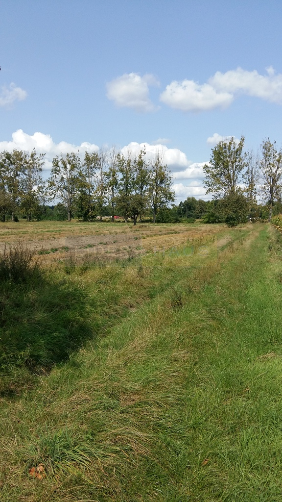Leszno, 360 000 zł, 30 ar, prostokątna miniaturka 3