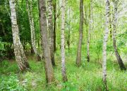 Tani dom ze stawami i lasem Rększowice miniaturka 14