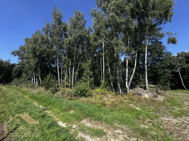 Działka 54 ary – Kokoszyce, Wodzisław Śląski, las