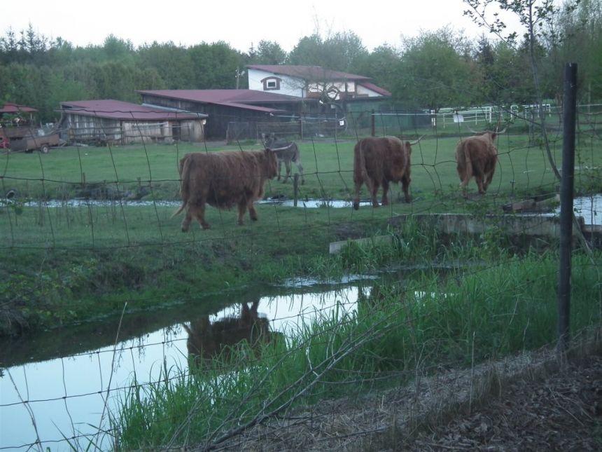 Cielętniki 45 000 zł 10.96 ar miniaturka 19