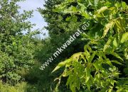 Osowiec gm. Żabia Wola | 1653m2 | narożna | MPZP miniaturka 8