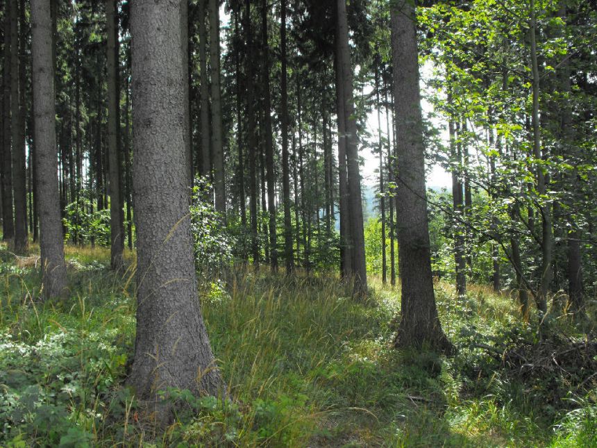 Boguszów-Gorce, 550 000 zł, 8 ha, o zróżnicowanym ukształtowaniu terenu miniaturka 6