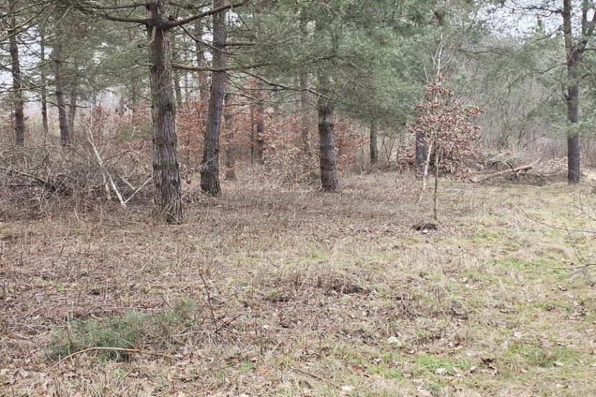 Działka pod zabudowę letniskową - Ruś gm. Morąg miniaturka 11