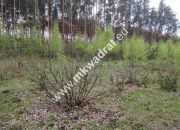 Piękna działka przy lesie, Czarny las 2769m2 miniaturka 11