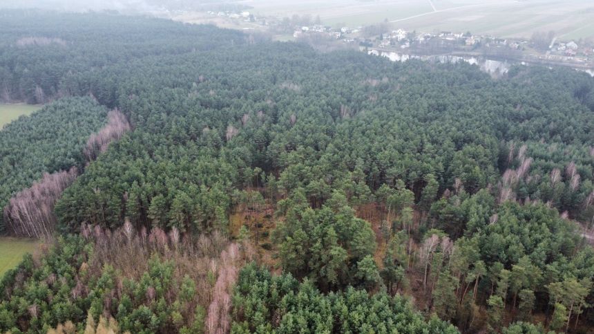 Piękny las, Gorzakiem (gm. Gnojno) miniaturka 5