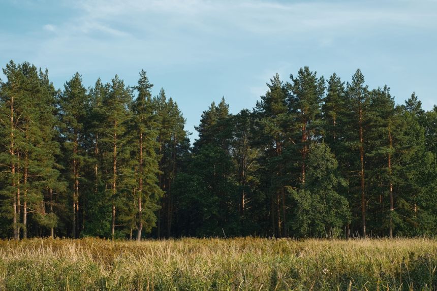 DZIAŁKA LEŚNA- 77 arów - zdjęcie 1