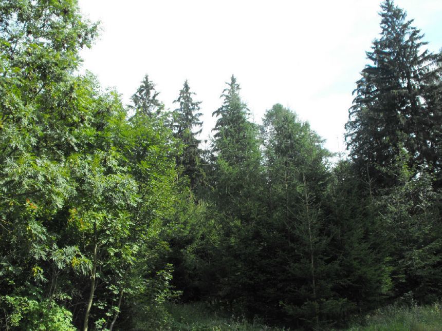 Boguszów-Gorce, 550 000 zł, 8 ha, o zróżnicowanym ukształtowaniu terenu miniaturka 13