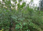 Blisko ul. Kąckiej, z prywatnym lasem. miniaturka 3