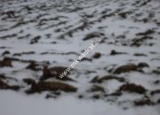 Działka 6450 m2 z domem i halą. miniaturka 3