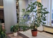 Targówek: biuro 33 m2 miniaturka 2