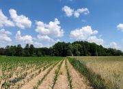 Działki budowlane w Zarośle Cienkie miniaturka 1