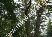 Jedyna taka lokalizacja działka przy lesie ! miniaturka 3