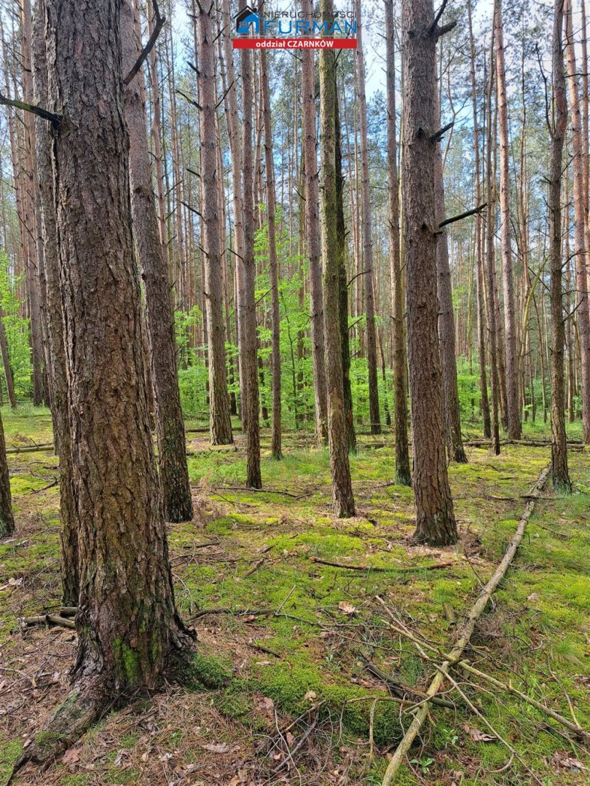 działka siedliskowa na sprzedaż w Antoniewie miniaturka 8