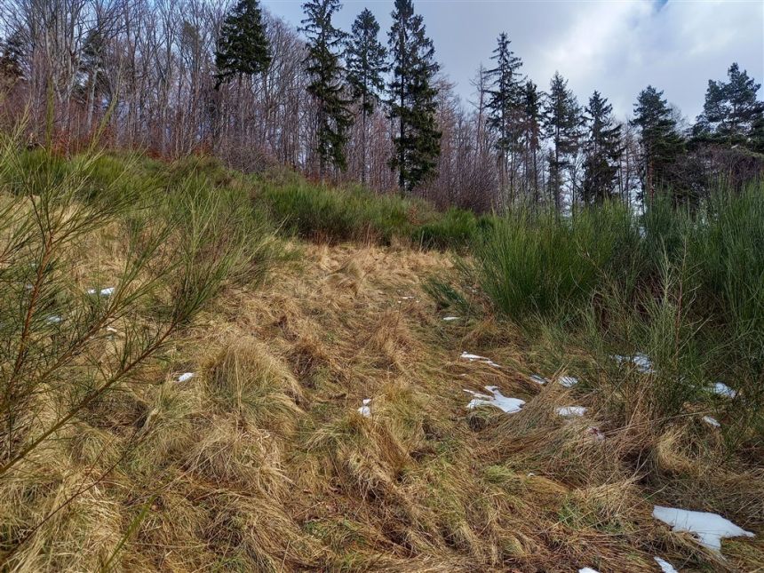 Jedlina-Zdrój Glinica, 235 000 zł, 47 ar, lekko nachylona miniaturka 4