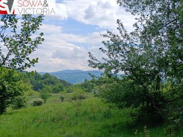 Widok na góry ,  piękny drzewostan. Przy lesie !