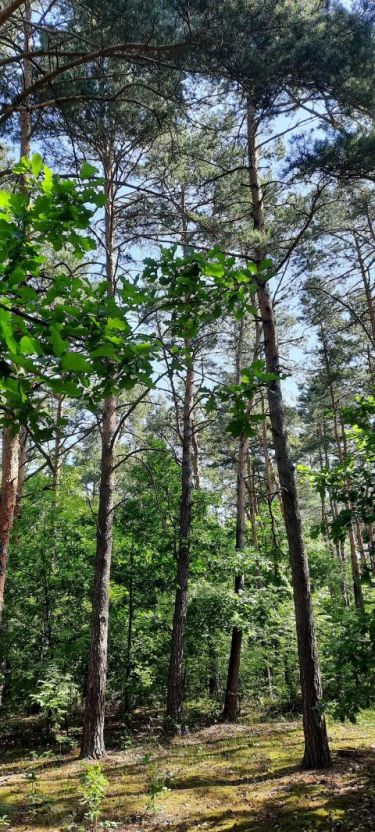 Działka w Józefowie z Planem zagospodarowania