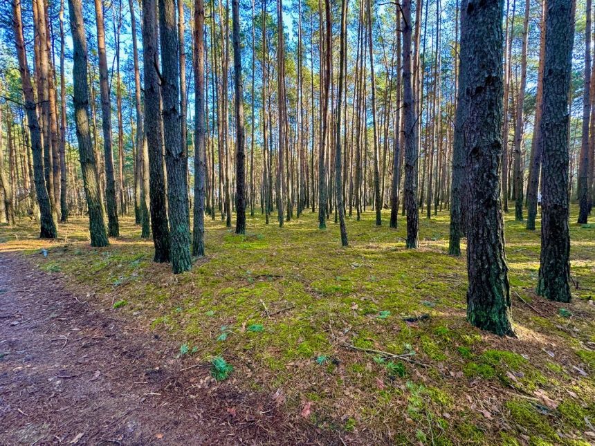 Działka leśna nad Pilicą-Ostrów gm. Aleksandrów miniaturka 13