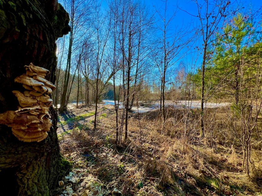 Działka leśna nad Pilicą-Ostrów gm. Aleksandrów miniaturka 7